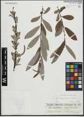 Foto von Salix appendiculata Vill. x Salix eleagnos Scop.